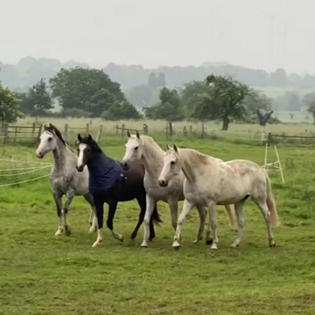 Gaestehaus White Horse Diedersen Coppenbrügge Extérieur photo